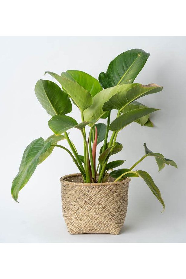 Rattan Storage Woven Basket