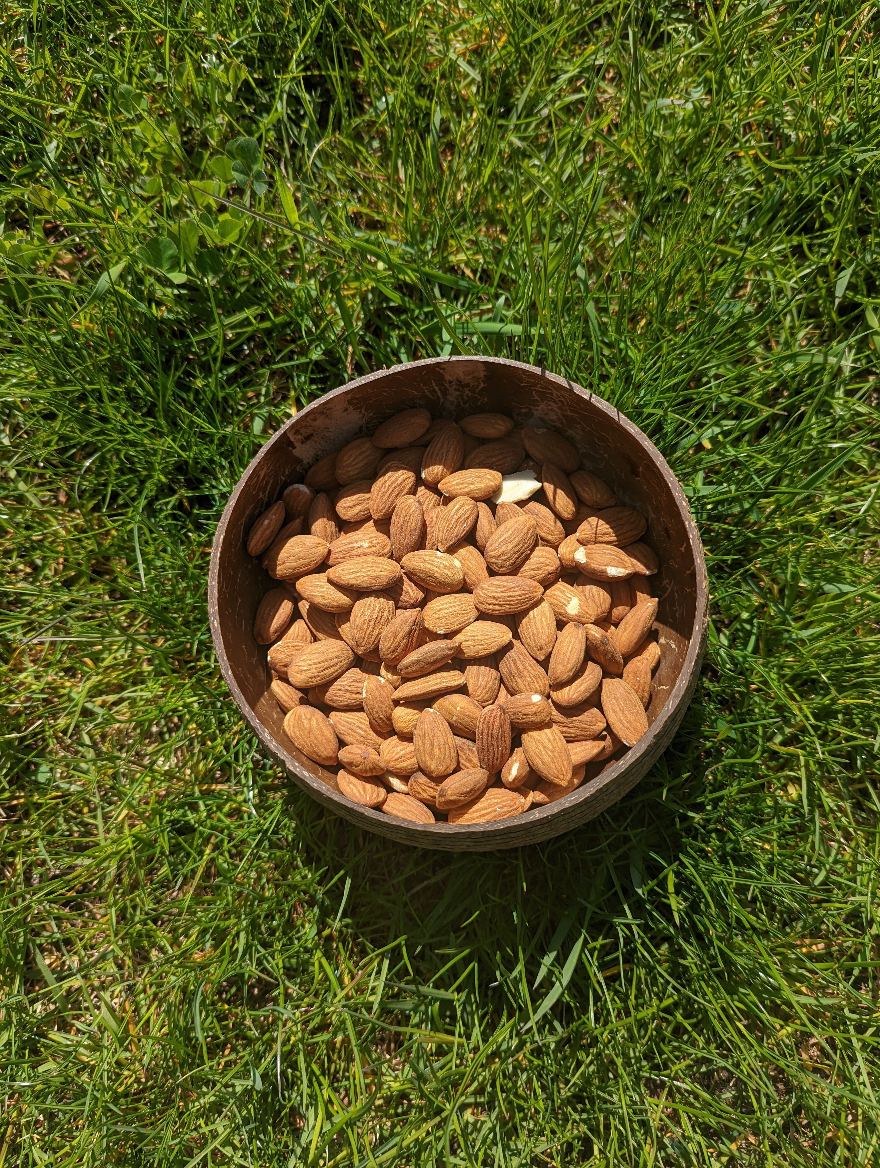 Coconut Shell Snack Bowls | Natural Bowls | Plastic-Free Bowls